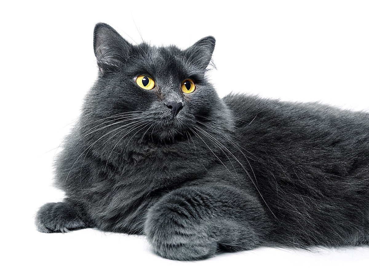 Nebelung s typickou modrošedou srstí